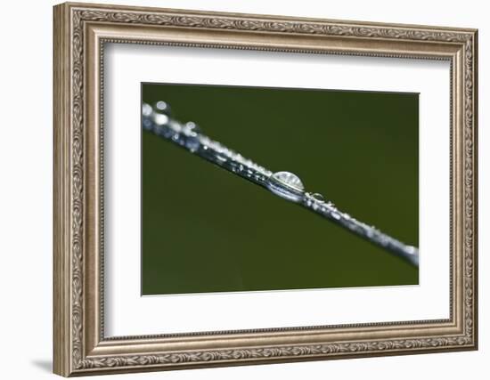 Morning Dew-K.B. White-Framed Photographic Print