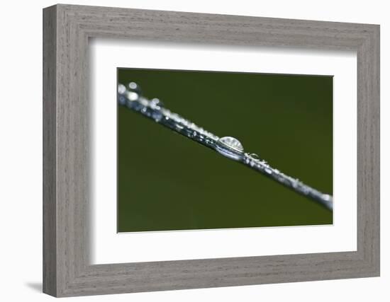 Morning Dew-K.B. White-Framed Photographic Print