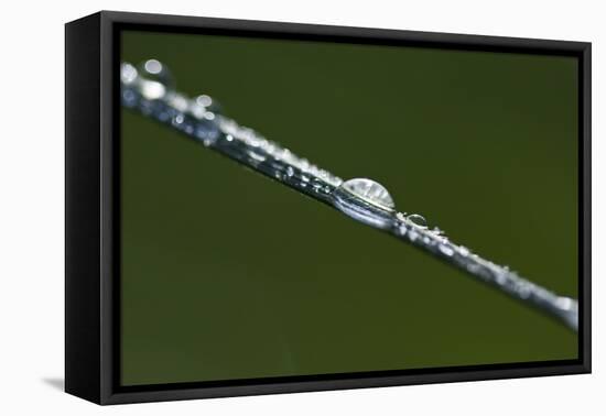 Morning Dew-K.B. White-Framed Premier Image Canvas