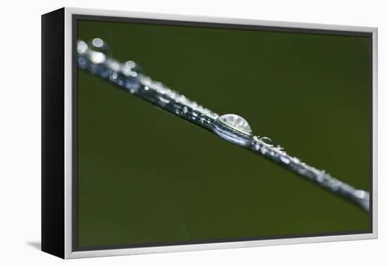 Morning Dew-K.B. White-Framed Premier Image Canvas