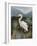 Morning Egret-Kilian-Framed Art Print