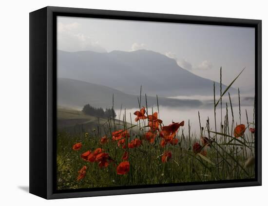 Morning Fog, Castelluccio Di Norcia, Highland of Castelluccio Di Norcia, Norcia, Umbria, Italy-Angelo Cavalli-Framed Premier Image Canvas