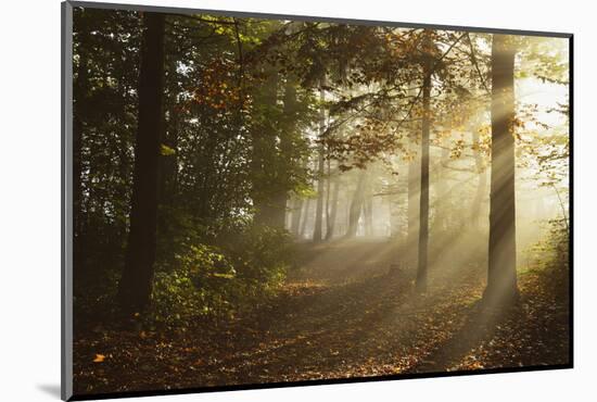 Morning Fog in Forest, Donautal (Danube Valley), Near Beuron, Baden-Wurttemberg, Germany, Europe-Jochen Schlenker-Mounted Photographic Print