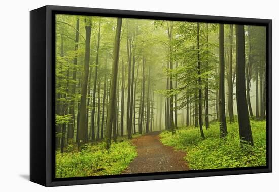 Morning Fog in Forest Near Bad Marienberg, Westerwald, Rhineland-Palatinate, Germany, Europe-Jochen Schlenker-Framed Premier Image Canvas