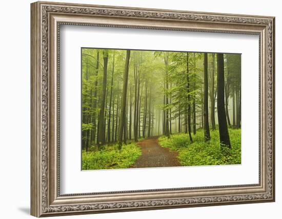 Morning Fog in Forest Near Bad Marienberg, Westerwald, Rhineland-Palatinate, Germany, Europe-Jochen Schlenker-Framed Photographic Print