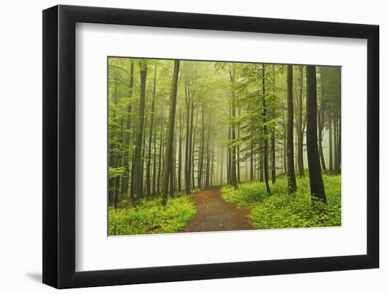 Morning Fog in Forest Near Bad Marienberg, Westerwald, Rhineland-Palatinate, Germany, Europe-Jochen Schlenker-Framed Photographic Print