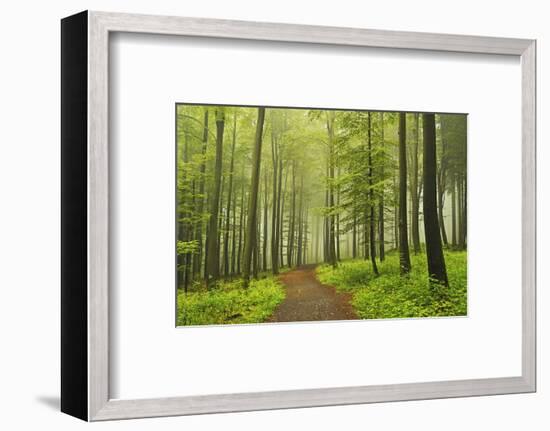 Morning Fog in Forest Near Bad Marienberg, Westerwald, Rhineland-Palatinate, Germany, Europe-Jochen Schlenker-Framed Photographic Print