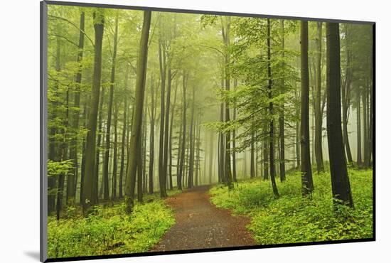 Morning Fog in Forest Near Bad Marienberg, Westerwald, Rhineland-Palatinate, Germany, Europe-Jochen Schlenker-Mounted Photographic Print