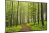 Morning Fog in Forest Near Bad Marienberg, Westerwald, Rhineland-Palatinate, Germany, Europe-Jochen Schlenker-Mounted Photographic Print