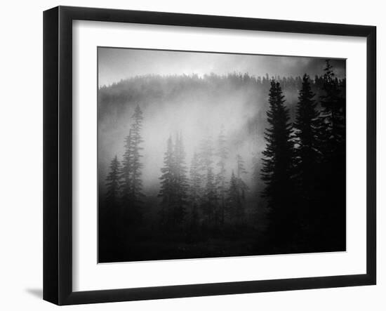 Morning Fog In The Trees Along The Pacific Crest Trail In The State Of Washington-Ron Koeberer-Framed Photographic Print