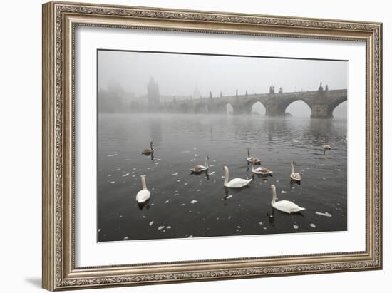 Morning Fog over Swimming Swans and the Charles Bridge in Prague, Czech Republic.-wrangel-Framed Photographic Print