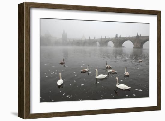 Morning Fog over Swimming Swans and the Charles Bridge in Prague, Czech Republic.-wrangel-Framed Photographic Print