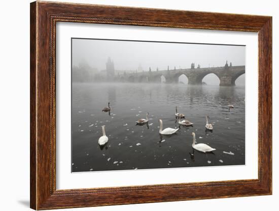 Morning Fog over Swimming Swans and the Charles Bridge in Prague, Czech Republic.-wrangel-Framed Photographic Print