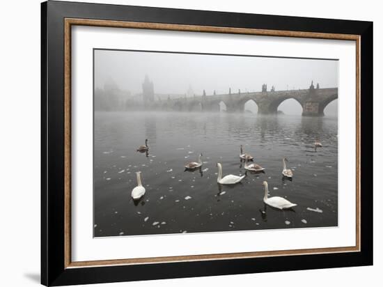 Morning Fog over Swimming Swans and the Charles Bridge in Prague, Czech Republic.-wrangel-Framed Photographic Print