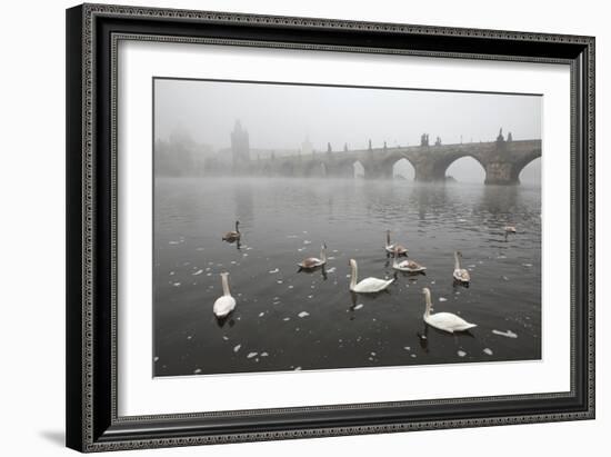 Morning Fog over Swimming Swans and the Charles Bridge in Prague, Czech Republic.-wrangel-Framed Photographic Print