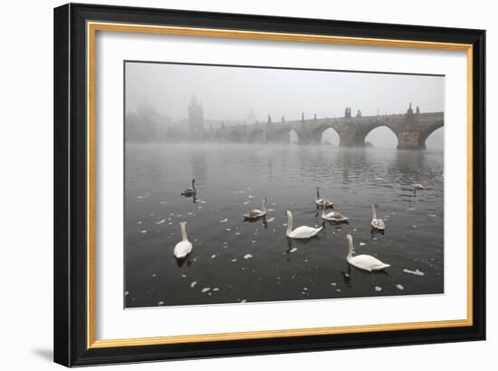 Morning Fog over Swimming Swans and the Charles Bridge in Prague, Czech Republic.-wrangel-Framed Photographic Print