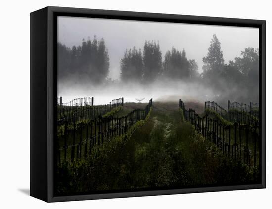 Morning Fog Rises from a Vineyard North of Sonoma, Calif.-null-Framed Premier Image Canvas