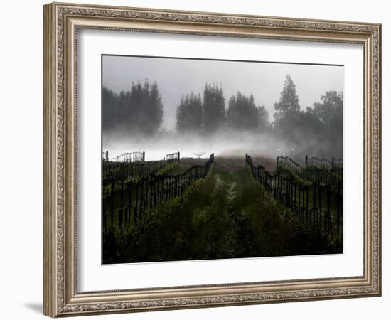 Morning Fog Rises from a Vineyard North of Sonoma, Calif.-null-Framed Premium Photographic Print