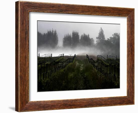 Morning Fog Rises from a Vineyard North of Sonoma, Calif.-null-Framed Premium Photographic Print