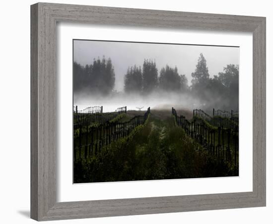 Morning Fog Rises from a Vineyard North of Sonoma, Calif.-null-Framed Photographic Print