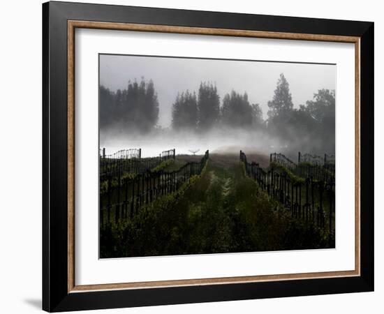 Morning Fog Rises from a Vineyard North of Sonoma, Calif.-null-Framed Photographic Print