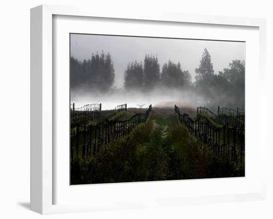 Morning Fog Rises from a Vineyard North of Sonoma, Calif.-null-Framed Photographic Print