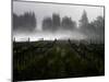 Morning Fog Rises from a Vineyard North of Sonoma, Calif.-null-Mounted Photographic Print