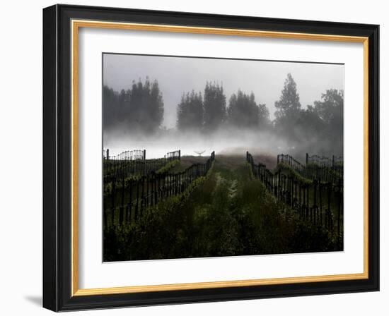 Morning Fog Rises from a Vineyard North of Sonoma, Calif.-null-Framed Photographic Print