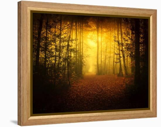 Morning Forest-Philippe Manguin-Framed Premier Image Canvas