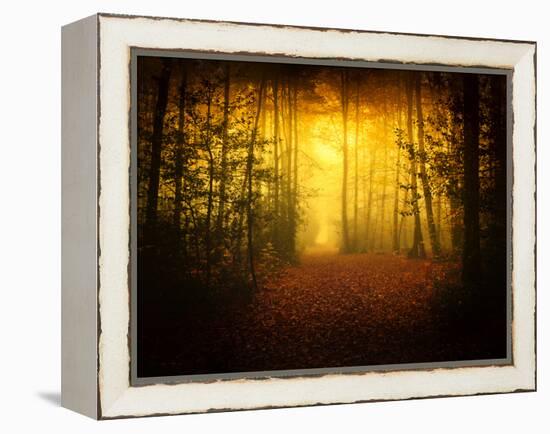 Morning Forest-Philippe Manguin-Framed Premier Image Canvas