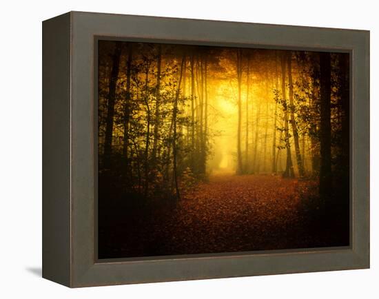 Morning Forest-Philippe Manguin-Framed Premier Image Canvas