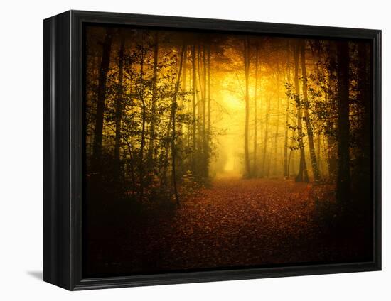 Morning Forest-Philippe Manguin-Framed Premier Image Canvas