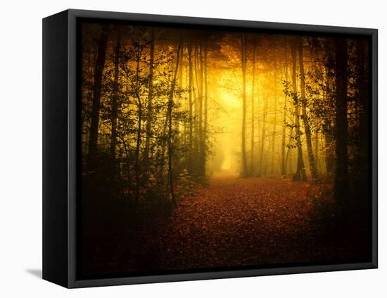 Morning Forest-Philippe Manguin-Framed Premier Image Canvas