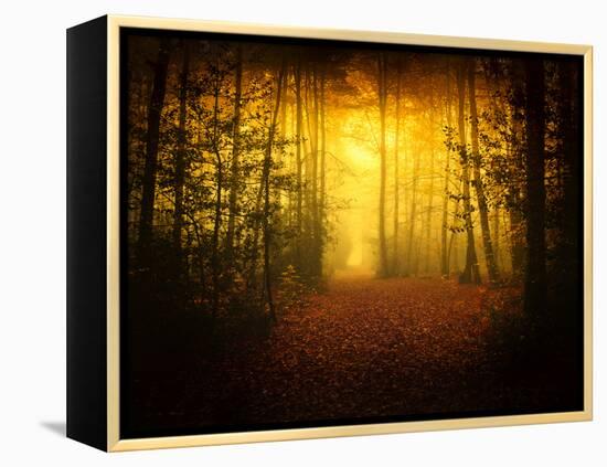 Morning Forest-Philippe Manguin-Framed Premier Image Canvas