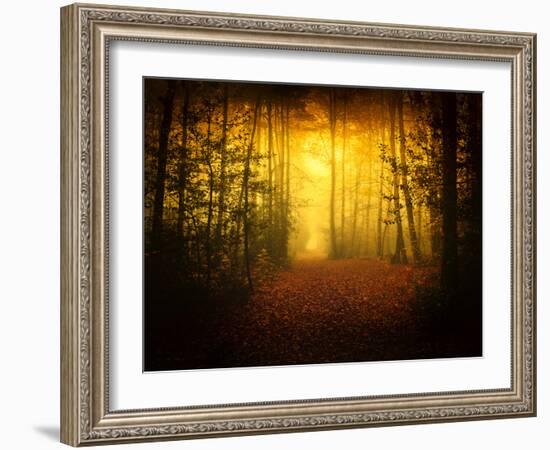 Morning Forest-Philippe Manguin-Framed Photographic Print