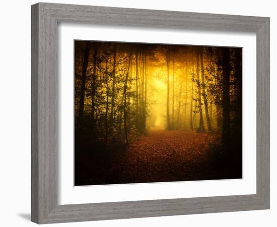 Morning Forest-Philippe Manguin-Framed Photographic Print