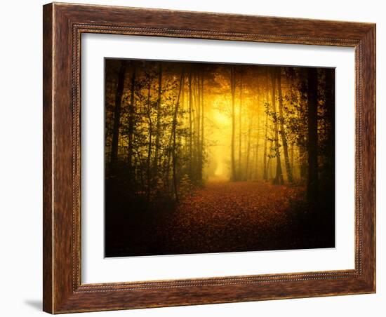 Morning Forest-Philippe Manguin-Framed Photographic Print