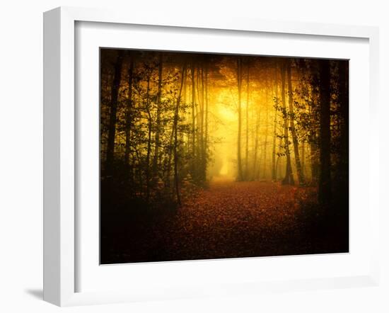 Morning Forest-Philippe Manguin-Framed Photographic Print