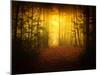 Morning Forest-Philippe Manguin-Mounted Photographic Print