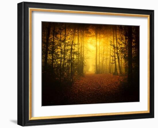 Morning Forest-Philippe Manguin-Framed Photographic Print