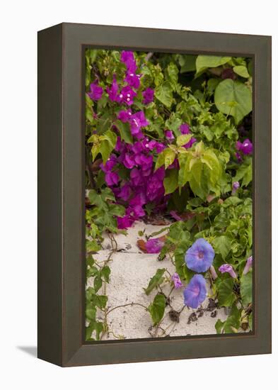 Morning Glory and Bougainvillea Flowers, Princess Cays, Eleuthera, Bahamas-Lisa S^ Engelbrecht-Framed Premier Image Canvas