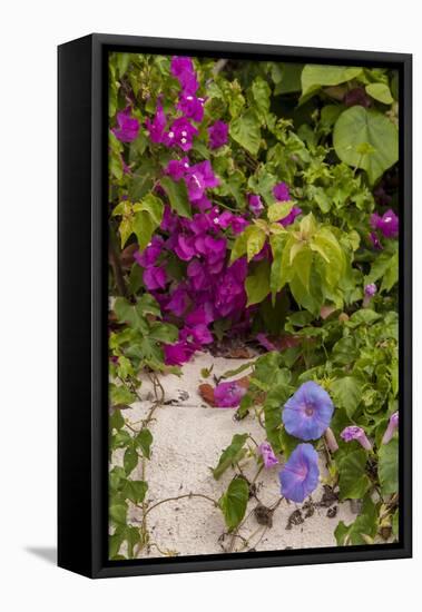 Morning Glory and Bougainvillea Flowers, Princess Cays, Eleuthera, Bahamas-Lisa S^ Engelbrecht-Framed Premier Image Canvas