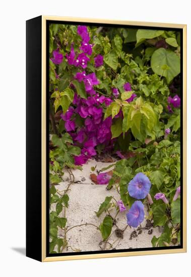 Morning Glory and Bougainvillea Flowers, Princess Cays, Eleuthera, Bahamas-Lisa S^ Engelbrecht-Framed Premier Image Canvas