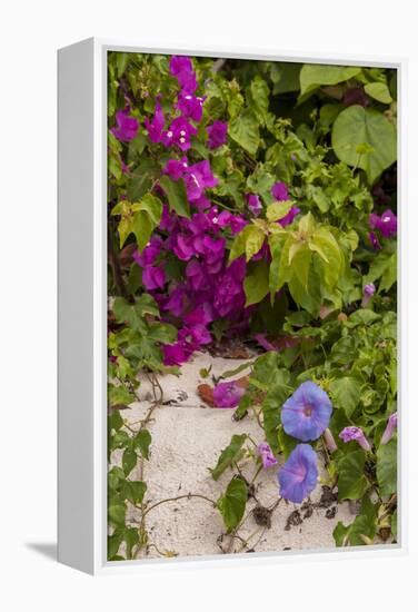 Morning Glory and Bougainvillea Flowers, Princess Cays, Eleuthera, Bahamas-Lisa S^ Engelbrecht-Framed Premier Image Canvas