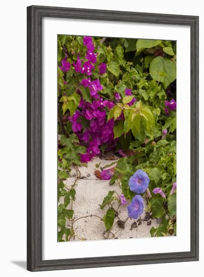 Morning Glory and Bougainvillea Flowers, Princess Cays, Eleuthera, Bahamas-Lisa S^ Engelbrecht-Framed Photographic Print