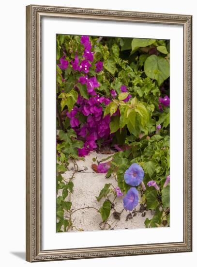 Morning Glory and Bougainvillea Flowers, Princess Cays, Eleuthera, Bahamas-Lisa S^ Engelbrecht-Framed Photographic Print