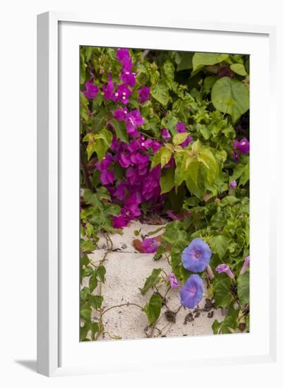 Morning Glory and Bougainvillea Flowers, Princess Cays, Eleuthera, Bahamas-Lisa S^ Engelbrecht-Framed Photographic Print