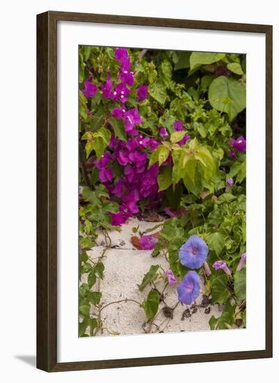 Morning Glory and Bougainvillea Flowers, Princess Cays, Eleuthera, Bahamas-Lisa S^ Engelbrecht-Framed Photographic Print