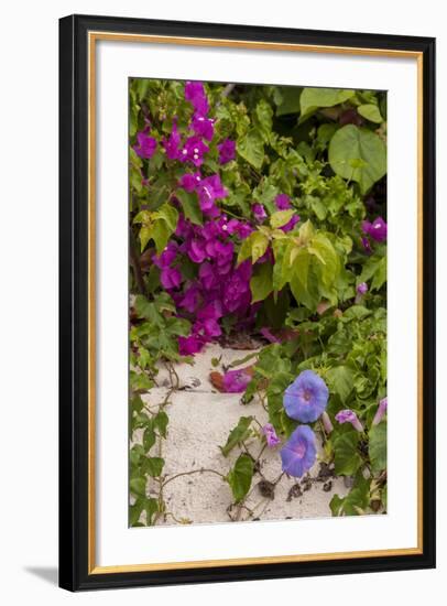 Morning Glory and Bougainvillea Flowers, Princess Cays, Eleuthera, Bahamas-Lisa S^ Engelbrecht-Framed Photographic Print