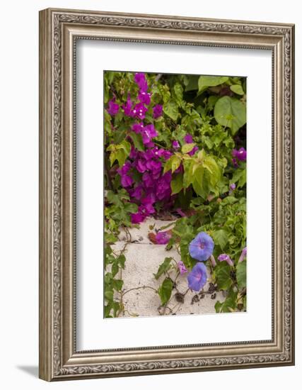 Morning Glory and Bougainvillea Flowers, Princess Cays, Eleuthera, Bahamas-Lisa S^ Engelbrecht-Framed Photographic Print